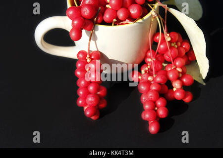 Schizandra und Blätter in die Tasse auf dem dunklen Hintergrund. Getreide der schizandra Stockfoto