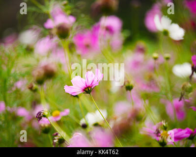 Die rosa Kosmos Blume im Garten Feld auf schönen sonnigen Tag Stockfoto