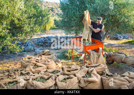 Frisch geerntete Oliven in einem Feld in Kreta, Griechenland für die Erzeugung von Olivenöl. Stockfoto