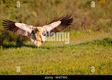 Schmutzgeier Landung mit ausgebreiteten Flügeln auf einem blühenden Feld. Stockfoto