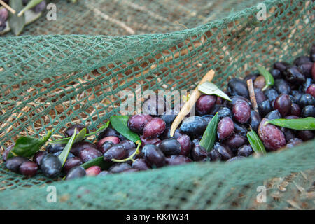 Geernteten Oliven grün Netze für die Erzeugung von Olivenöl, Kreta, Griechenland. Stockfoto