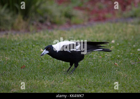 Australische magpie Suchen nach Nahrung auf gemähten Grases in Australien Stockfoto