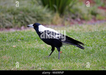 Australische magpie Suchen nach Nahrung auf gemähten Grases in Australien Stockfoto