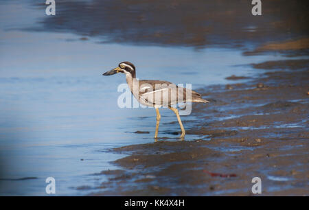 Strand - Stein curlew auf der abgeschiedenen Mangroven gesäumten Strand auf der Suche nach Krabben in Queensland, Australien Stockfoto