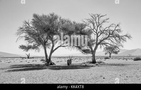 Ein Oryx Antilopen Tierheim, die von der Sonne unter einem Baum in der namibischen Wüste Stockfoto