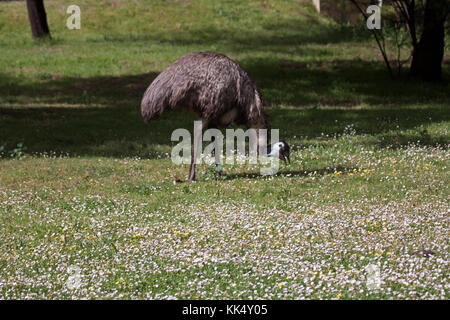 Emu nahrungssuche unter kurzen Gras in Tower Hill Nature Reserve victoria Australien Stockfoto