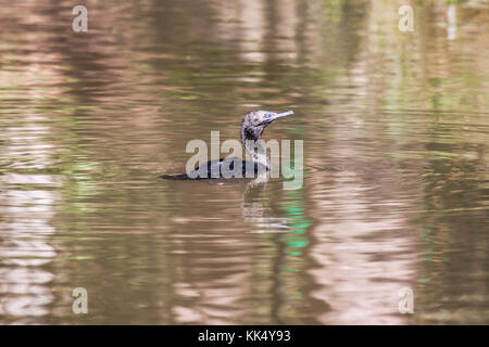 Kleine schwarze Kormoran Schwimmen im See in Picton victoria Australien Stockfoto