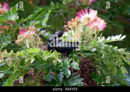 Metallische Stare auf ihre kommunalen nesting Baum im Daintree Queensland Australien Stockfoto