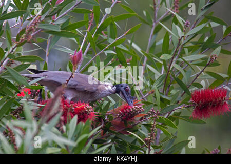 Laut friarbird Stillen im bottlebrush Blüte in Queensland, Australien Stockfoto