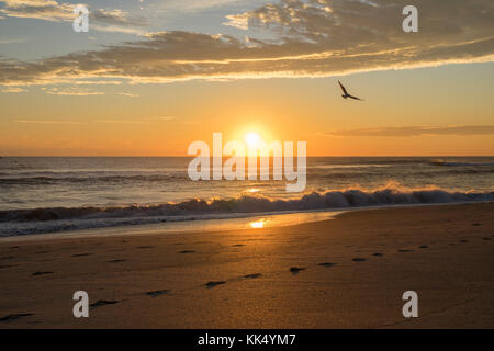 Ein Vogel fliegt durch die frühen Morgen Sonnenaufgang auf der Melbourne Beach Stockfoto