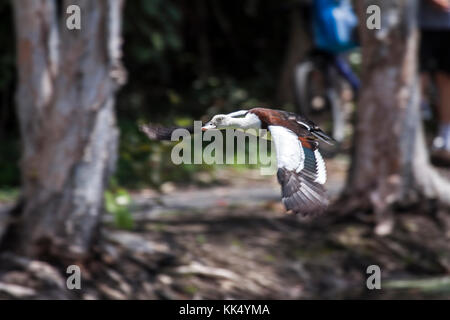 Radjah-Zuflucht im Flug im Park in Cairns Queensland Australien Stockfoto