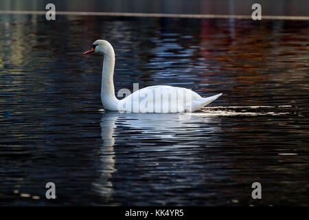 Nach Mute swan. Im Januar in Fana fjord fotografiert, westlichem Norwegen. Stockfoto