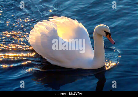 Nach Mute swan. Im Januar in Fana fjord fotografiert, westlichem Norwegen. Stockfoto