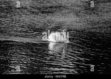 Nach Mute swan. Im Januar in Fana fjord fotografiert, westlichem Norwegen. Stockfoto