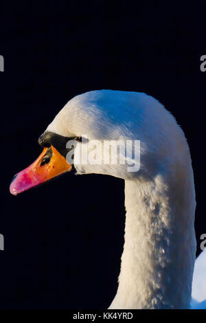 Nach Mute swan. Im Januar in Fana fjord fotografiert, westlichem Norwegen. Stockfoto