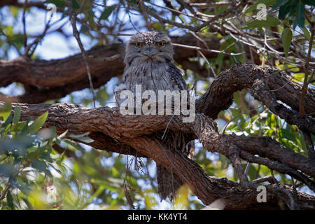 Tawny frogmouth ssp strigoides auf Nest mit Küken in nsw Australien sitzen Stockfoto