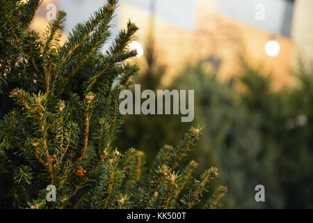 Der Lincoln Square kleinen Nachbarschaft Weihnachtsbaum viele hat, die Bewohner der nördlichen Seite Chicago Nachbarschaft für viele Jahre. Stockfoto