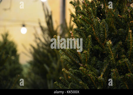 Der Lincoln Square kleinen Nachbarschaft Weihnachtsbaum viele hat, die Bewohner der nördlichen Seite Chicago Nachbarschaft für viele Jahre. Stockfoto