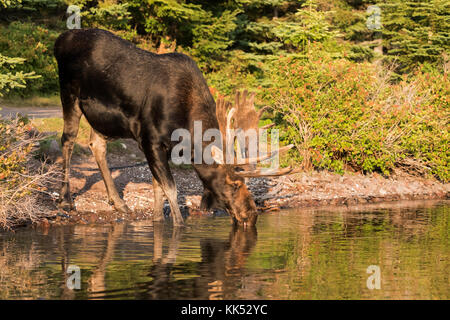 Stier Elch (alces alces) trinken an der Küste bei Rock Harbor, Lake Superior, Isle Royal National Park Stockfoto