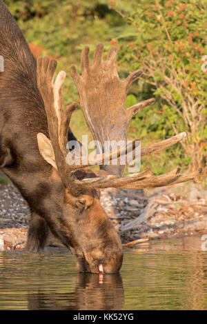 Stier Elch (alces alces) trinken an der Küste bei Rock Harbor, Lake Superior, Isle Royal National Park Stockfoto