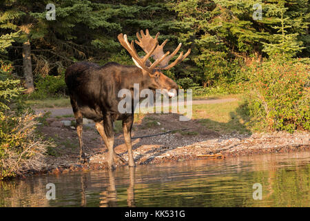 Stier Elch (alces alces) auf der Küstenlinie bei Rock Harbor, Lake Superior, Isle Royal National Park Stockfoto