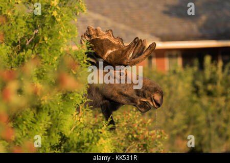 Stier Elch (alces alces) trinken an der Küste bei Rock Harbor, Lake Superior, Isle Royal National Park Stockfoto