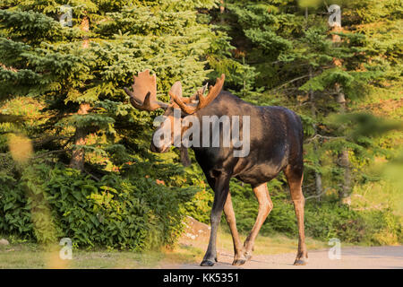 Stier Elch (alces alces) auf der Küstenlinie bei Rock Harbor, Lake Superior, Isle Royal National Park Stockfoto