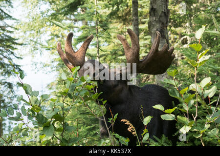 Elch (alces alces) Surfen im borealen Wald isle Royal National Park Stockfoto