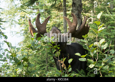 Elch (alces alces) Surfen im borealen Wald isle Royal National Park Stockfoto