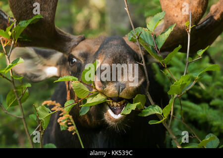 Elch (alces alces) Surfen im borealen Wald isle Royal National Park Stockfoto