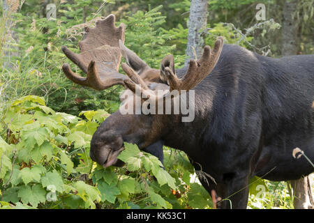 Elch (alces alces) Surfen im borealen Wald isle Royal National Park Stockfoto