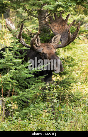 Elch (alces alces) Surfen im borealen Wald isle Royal National Park Stockfoto