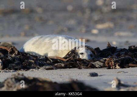 Graue Dichtung (Halichoerus Grypus) Pup Helgoland Deutschland Stockfoto