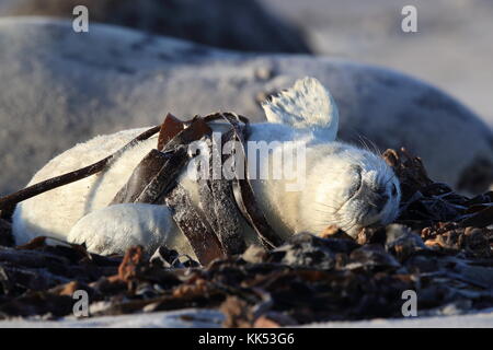 Graue Dichtung (Halichoerus Grypus) Pup Helgoland Deutschland Stockfoto