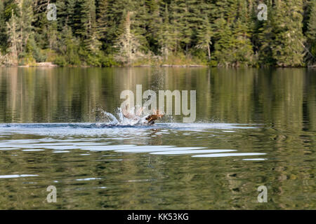 Elch (alces alces) Schwimmen in Tobin Hafen, Isle Royal National Park, Lake Superior Stockfoto