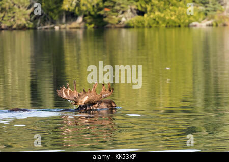 Elch (alces alces) Schwimmen in Tobin Hafen, Isle Royal National Park, Lake Superior Stockfoto