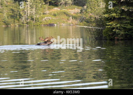 Elch (alces alces) Schwimmen in Tobin Hafen, Isle Royal National Park, Lake Superior Stockfoto