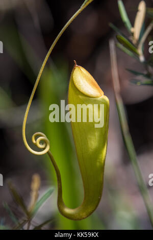Krug eine fleischfressende Pflanze Nepenthes madagascariensis. Madagaskar, Afrika. Stockfoto