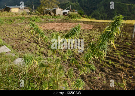 Marihuana wächst wie ein wildes Unkraut in den Himalaya, Manaslu Circuit, Nepal Stockfoto