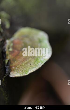 Halterung Pilz wachsen in der girringun National Park, wallaman Falls, Queensland, Australien Stockfoto