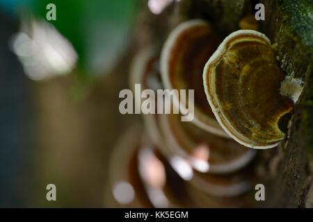 Halterung Pilz wachsen in der girringun National Park, wallaman Falls, Queensland, Australien Stockfoto