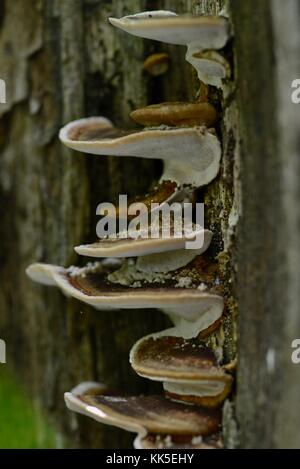 Halterung Pilz wachsen in der girringun National Park, wallaman Falls, Queensland, Australien Stockfoto