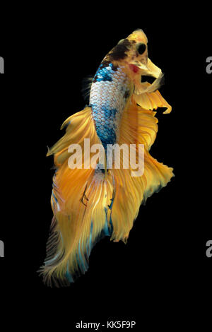 Fine Art Konzept in der Nähe, schöne Bewegung der "Gelben fancy Half Moon' Betta Fisch, kämpfenden Fisch isoliert Stockfoto