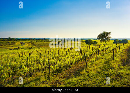 Bolgheri Weinberg, Bäume und Meer im Hintergrund. Panorama Frühling Maremma, Toskana, Italien, Europa. Stockfoto