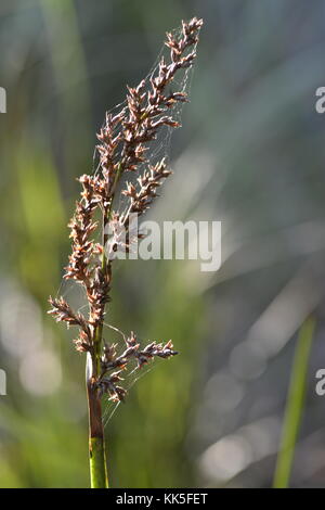 Grassamen Kopf, beleuchtete mit natürlichen Sonnenschein. wallaman Falls in den girringun National Park, Queensland, Australien Stockfoto