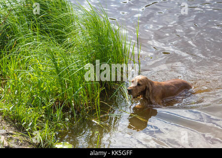 Die hunderasse English Cocker Spaniel schwimmen in einem Teich im Sommer Stockfoto