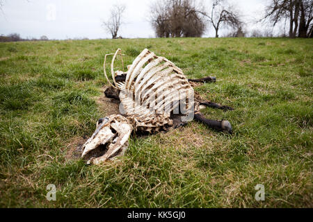 Skelett von toten Liegende Kuh auf Gras in der Wiese Stockfoto