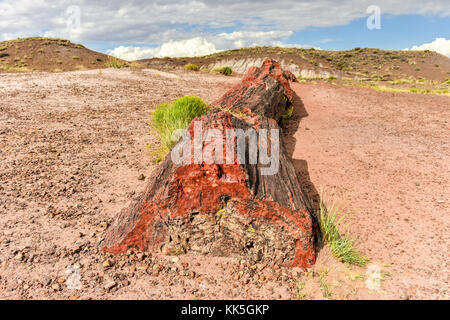 Die Jasper Forest in den Petrified Forest Nationalpark in Arizona. Stockfoto