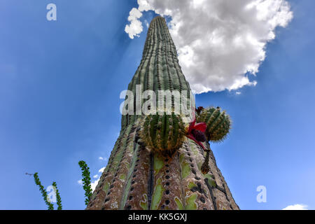 Massive Cactus bei Saguaro National Park in Arizona. Stockfoto