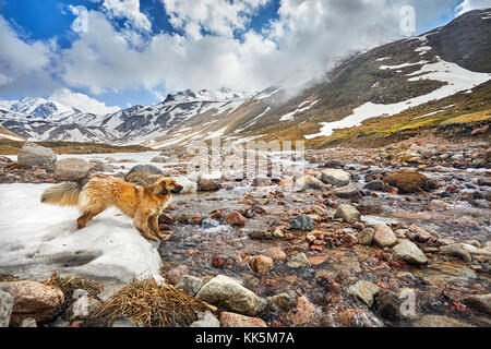 Brauner Hund stehend auf Schnee in der Nähe des Flusses im Tal mit bewölktem Himmel Hintergrund Stockfoto